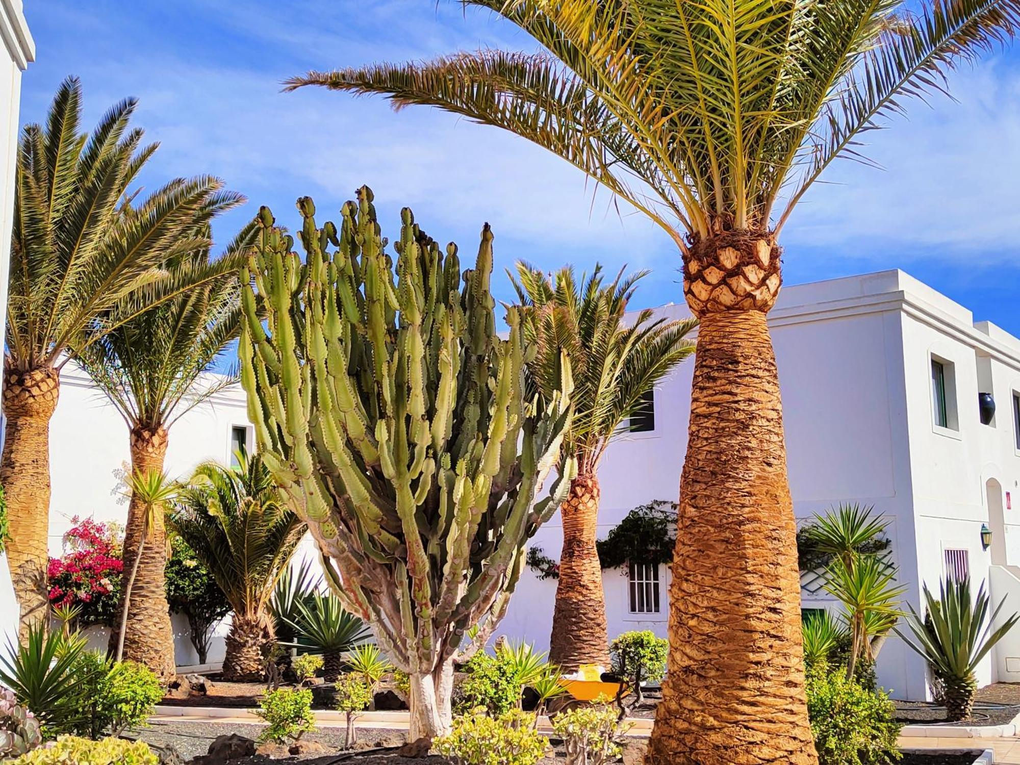 Flor De Las Dunas Pools Wifi Tennis Bikes For Free コラレホ エクステリア 写真